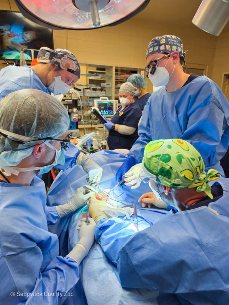 Chimpanzee Alizeti SedgwickCountyZoo (1)