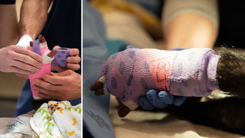 Chimpanzee Alizeti SedgwickCountyZoo