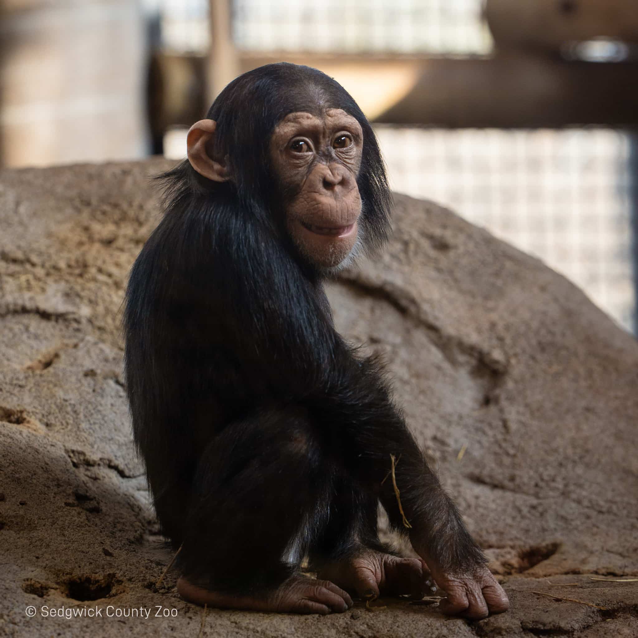 Chimpanzee Alizeti SedgwickCountyZoo (3)